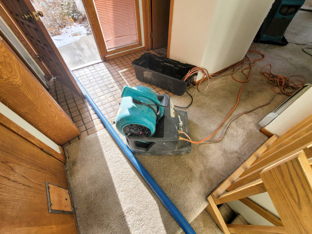 Best Basement water damage restoration  in Haines, AK